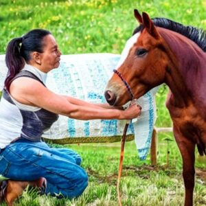 l'homéopathie au service des chevaux