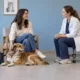Un vétérinaire écoute une propriétaire accompagnée de son chien et de son chat en caisse de transport.