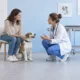 Une propriétaire et un vétérinaire observent un chien assis dans une salle de consultation.