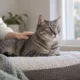 Un chat tigré se repose près d’une fenêtre sous la main de sa propriétaire.