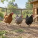 Trois poules se déplacent près d’un abreuvoir dans un enclos propre.